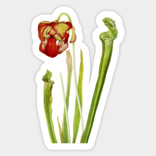 Drummond Pitcherplant - Sarracenia Drummond - Walcott - Botanical Illustration Sticker